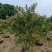 红千层，串钱柳