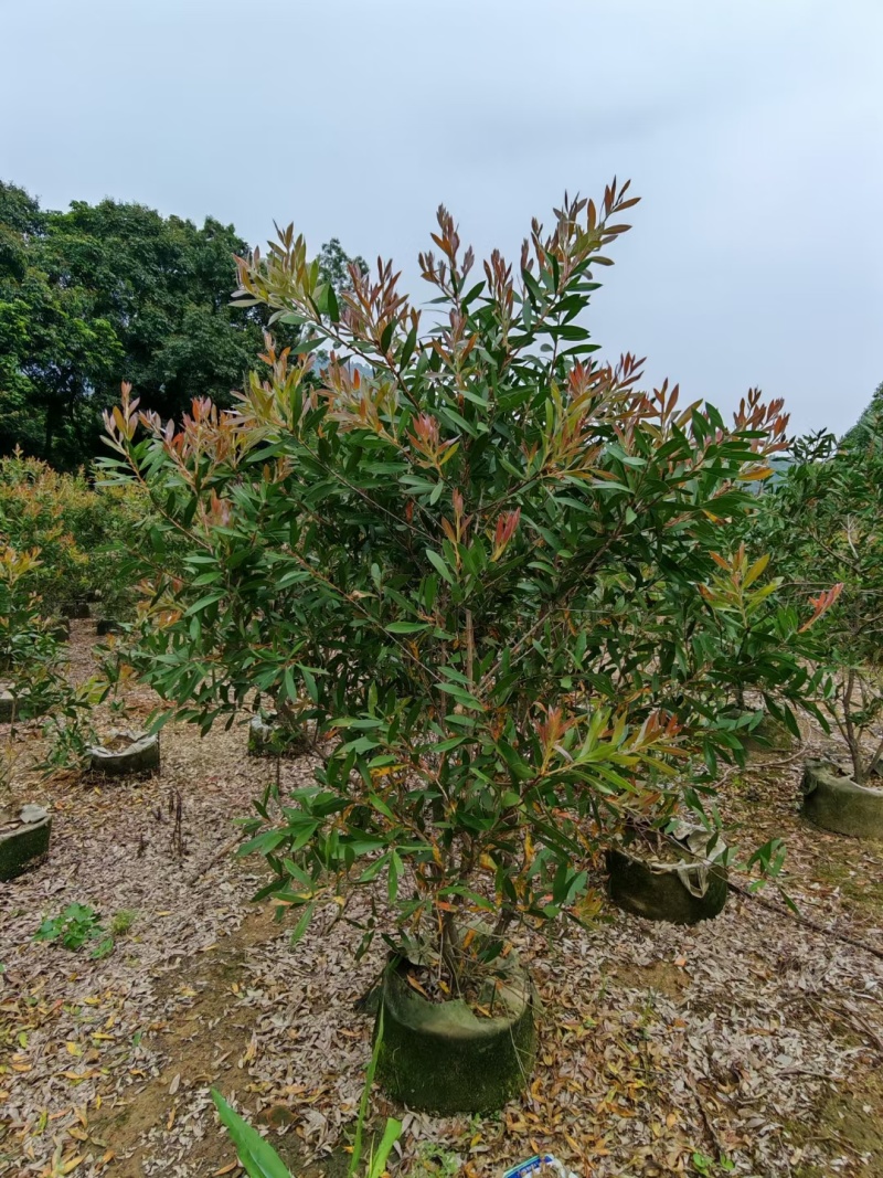 红千层，串钱柳