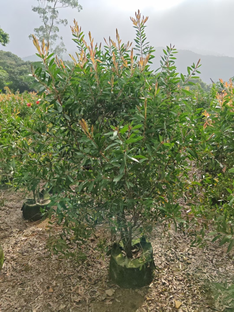 红千层，串钱柳