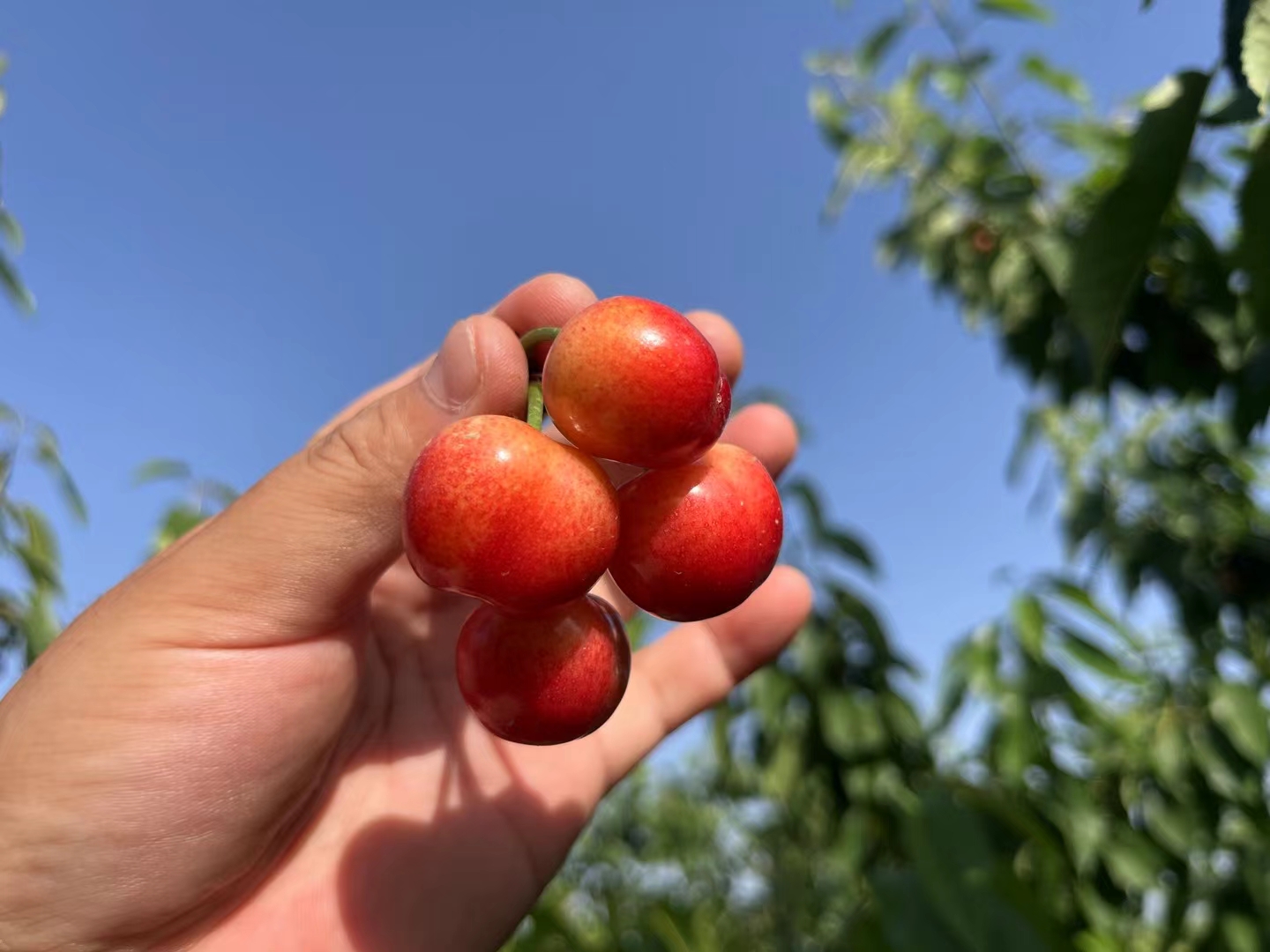 布鲁克斯樱桃与美早樱桃外观对比