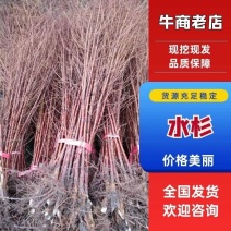 【水杉种苗】一年生籽播苗/现挖直发/货源充足！