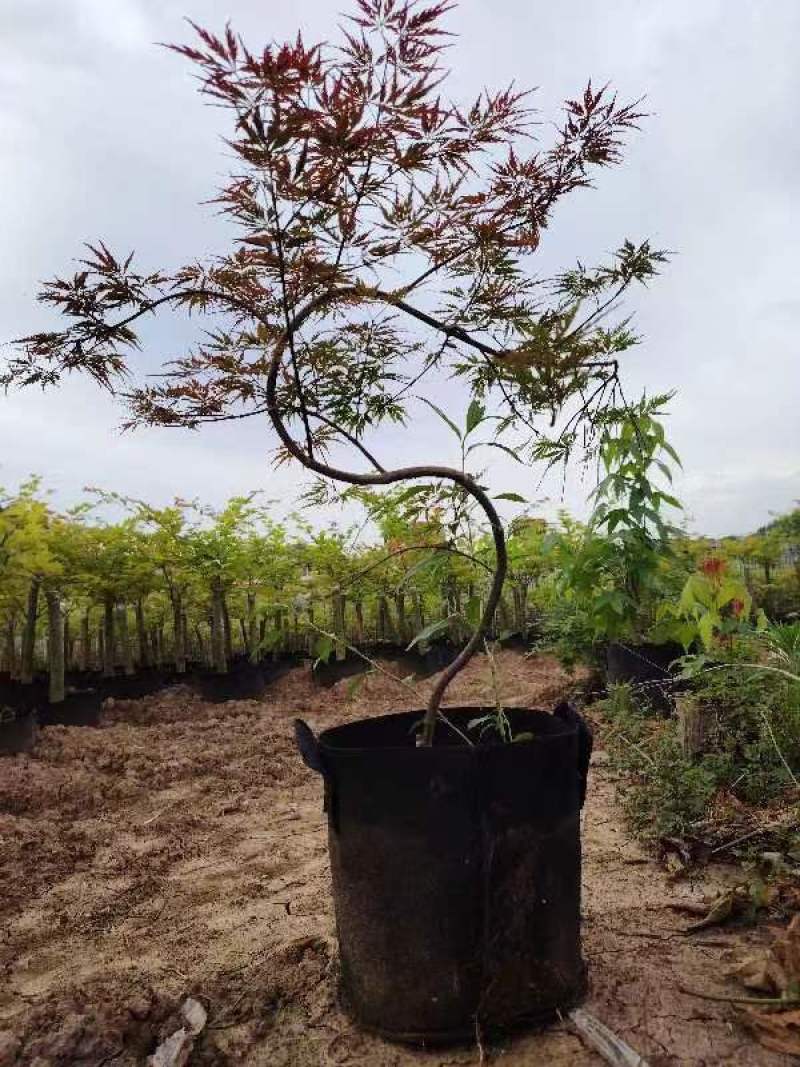 品种枫树，黄金流泉，羽毛枫！月升。约旦，泰勒，红宝石瀑布等！