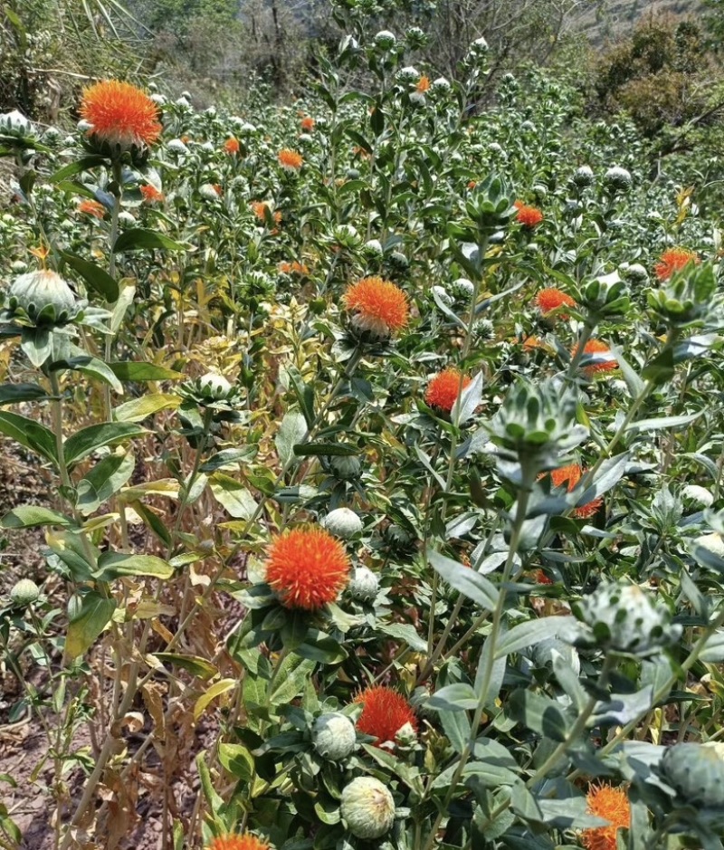 云南高山红花川红花云红花