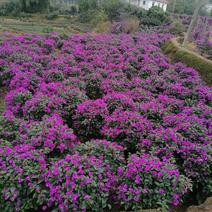 紫花三角梅