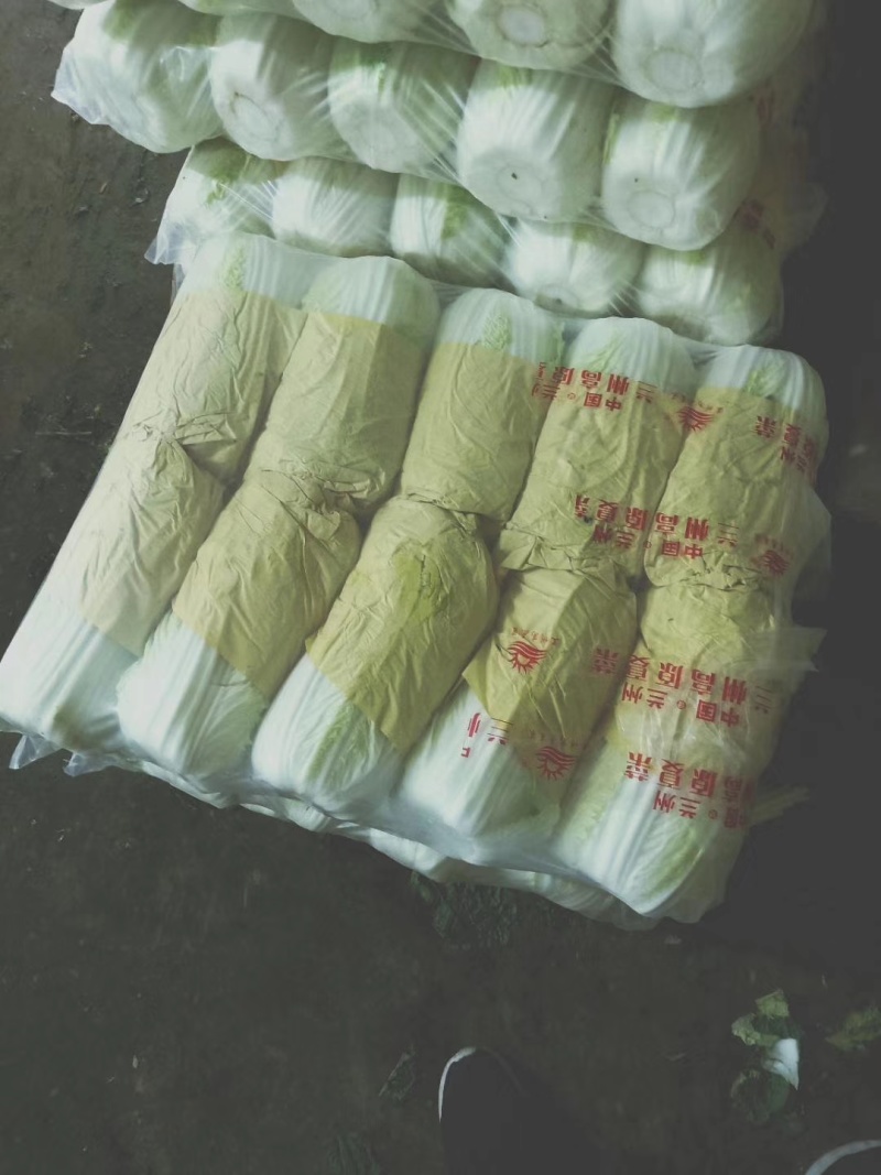 临洮黄心白菜大量供应，货源充足，价格合适