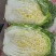 临洮黄心白菜大量供应，货源充足，价格合适