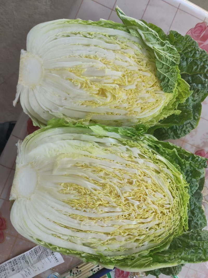 临洮黄心白菜大量供应，货源充足，价格合适