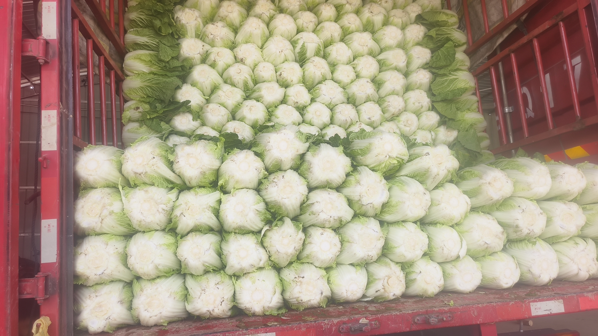 宝鸡黄心白菜丰收图,展现农民在田间采摘黄心白菜的场景,背景为成堆装车的白菜,体现丰收喜悦与产业活力 宝鸡黄心白菜丰收图
