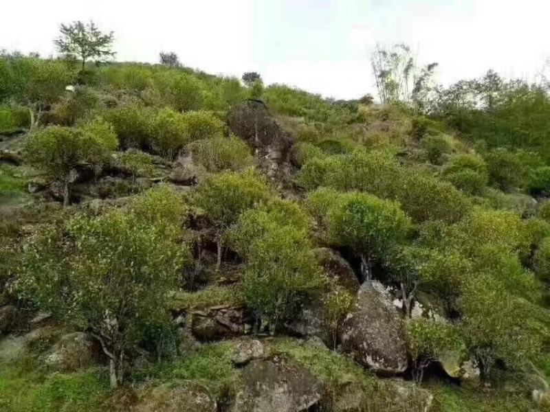 荒山野韵！岩茶古树！