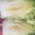 甘肃临洮黄心白菜，手感结实，出菜率高，产地直供，一手货源