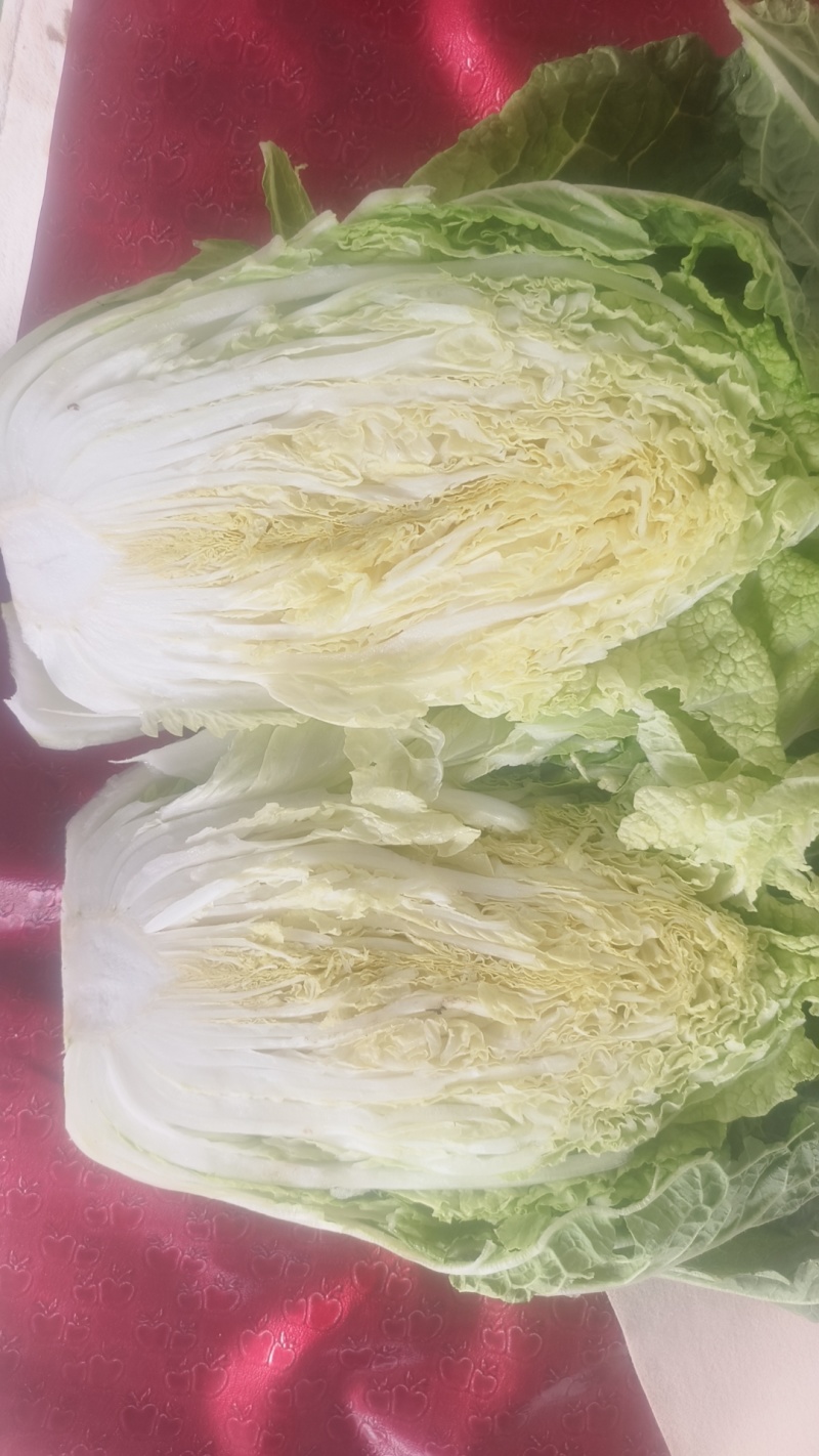 甘肃临洮黄心白菜，手感结实，出菜率高，产地直供，一手货源