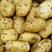 甘肃226土豆大量上货中对接商超各个平台货源充足价格可谈咨询
