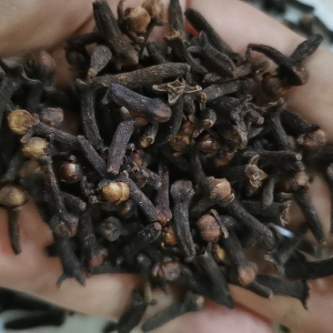 进口丁香香料特级公丁香大红丁香川菜调料炖肉卤菜钓鱼香粉