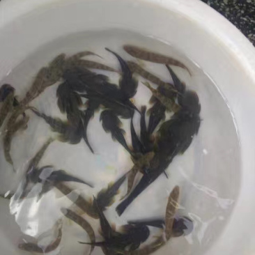 石巴子鱼苗石爬子鱼人工孵化苗