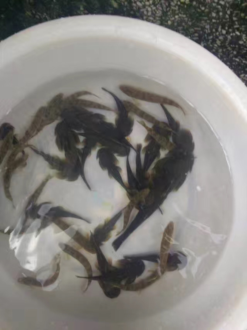 石巴子鱼苗石爬子鱼人工孵化苗