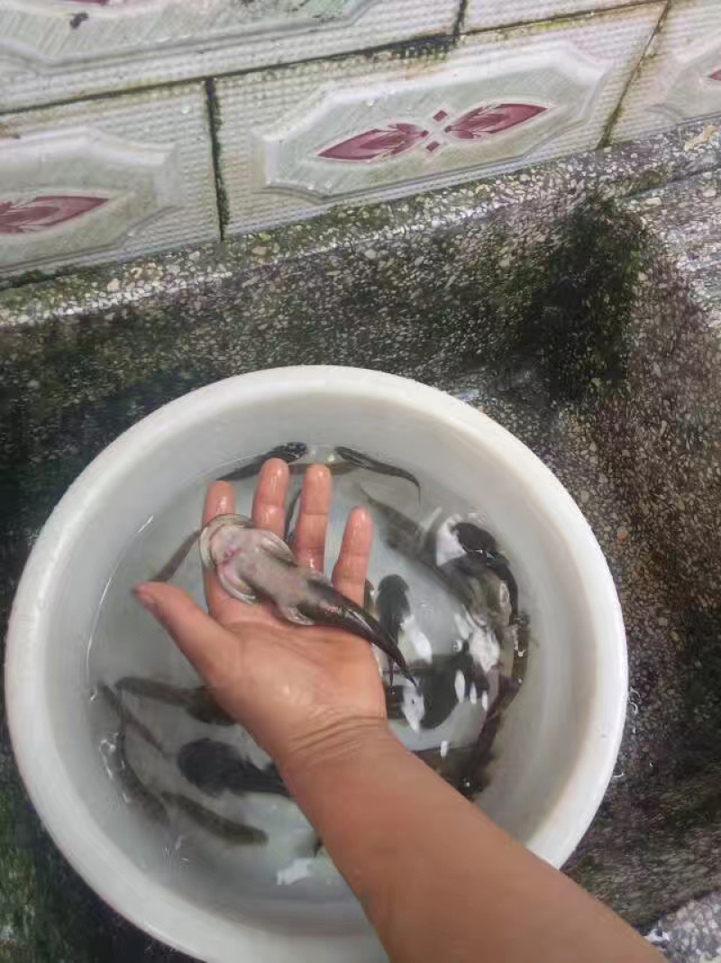 石巴子鱼苗石爬子鱼人工孵化苗
