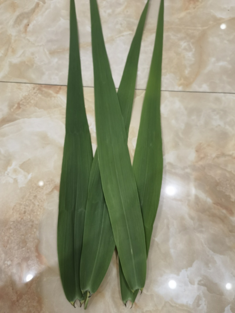 湖北石首芦苇叶