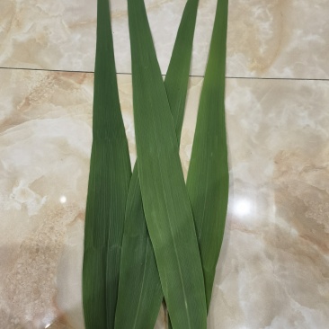 湖北石首芦苇叶