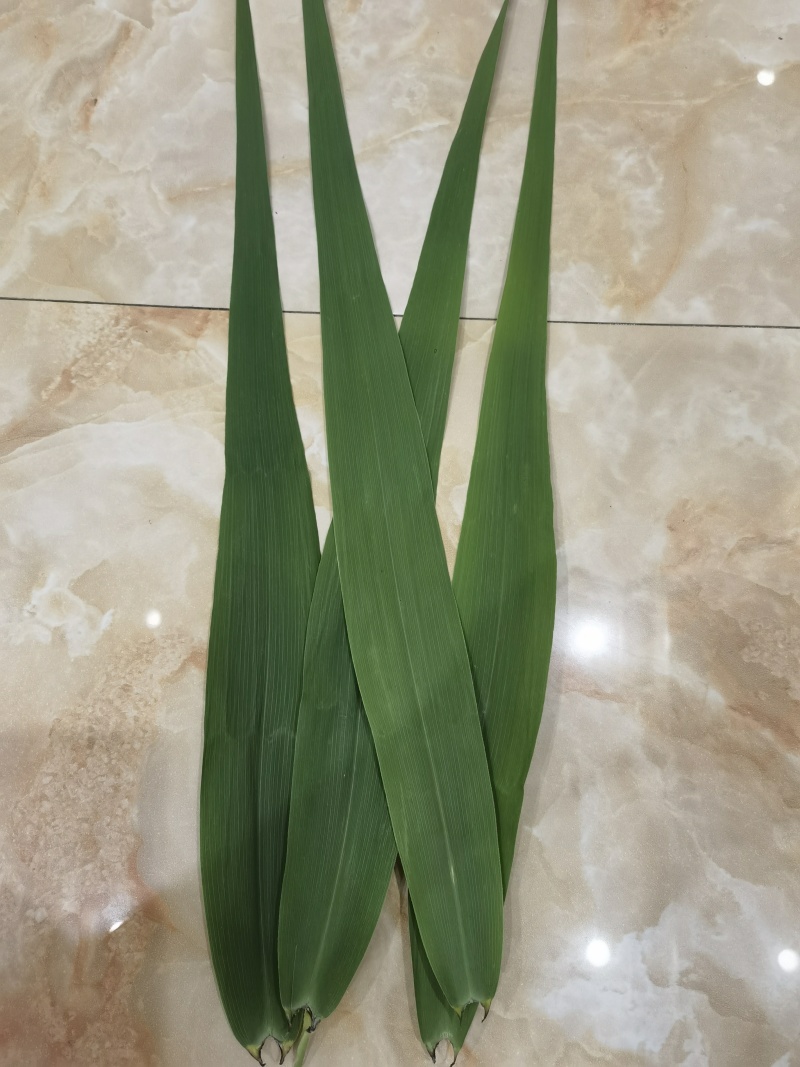 湖北石首芦苇叶