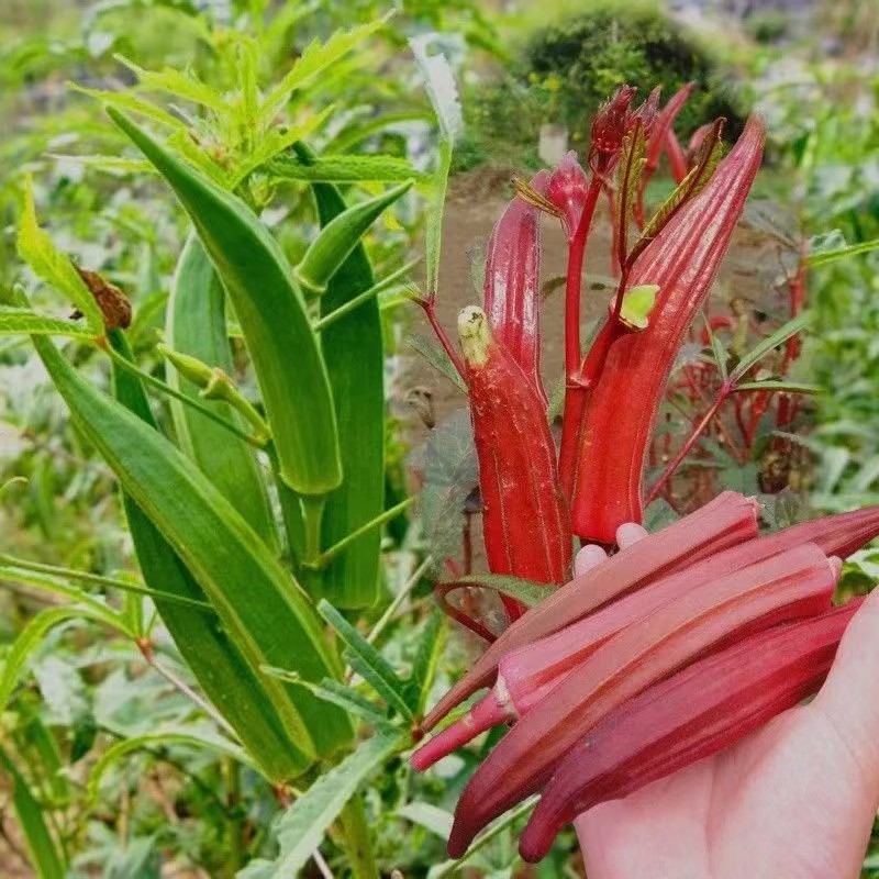 优质秋葵种苗水果秋葵基地直供死苗包赔品质保证价格优惠