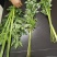 端午节艾草菖蒲