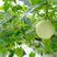 玉露蜜瓜-瓜中翡翠产自广州南沙万顷沙。