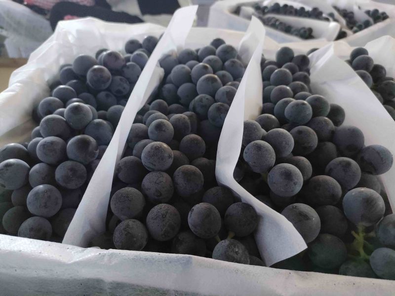 新疆双河夏黑葡萄产地直发品质保证量大从优一手货源