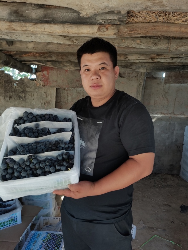 新疆双河夏黑葡萄产地直发品质保证量大从优一手货源