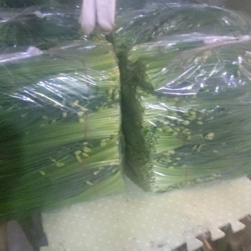 精品韭苔上市中粗中细都有，均可满足各大平台市场商超