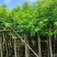 阴香3-18分低价出售