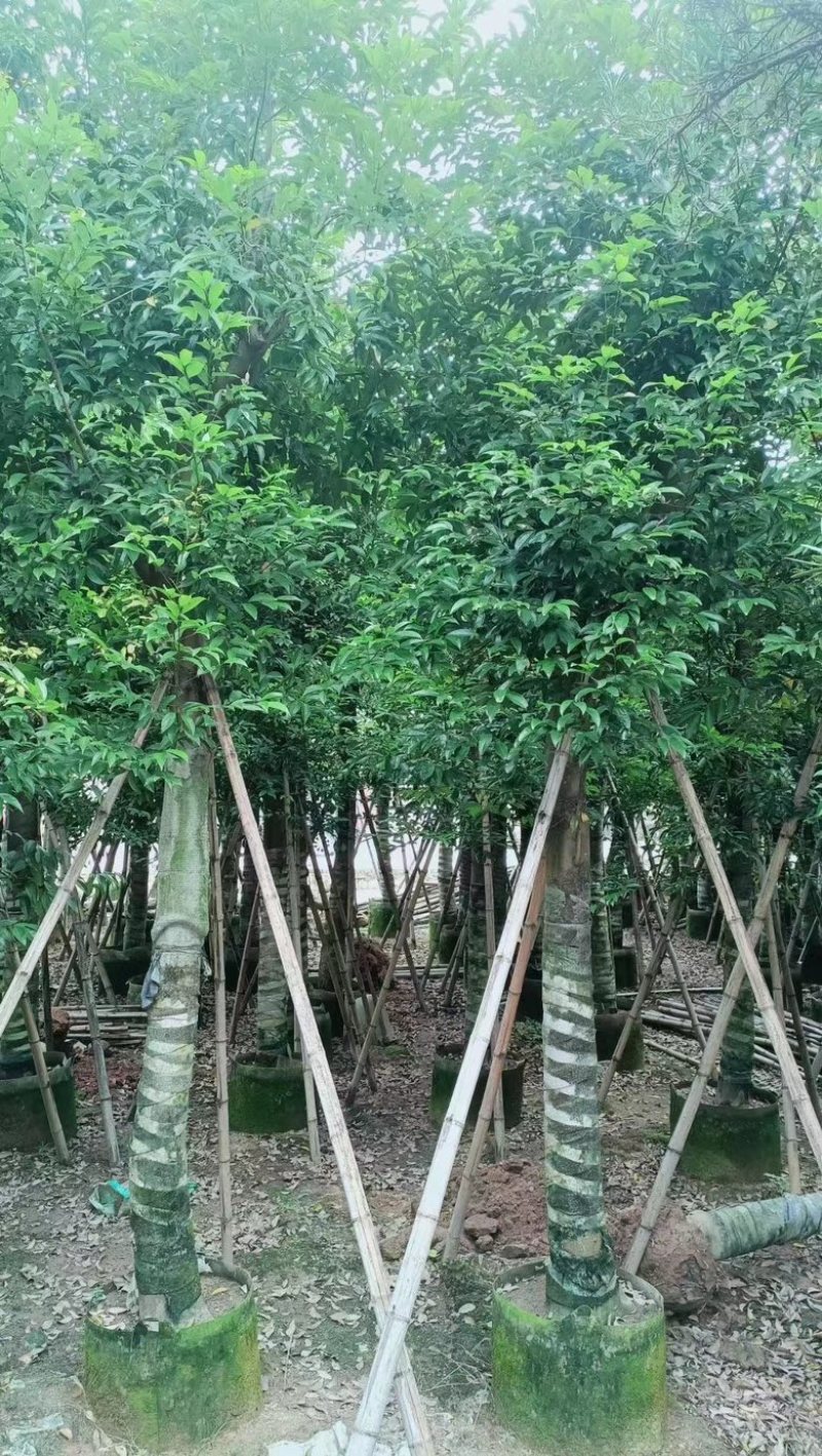 阴香3-18分低价出售