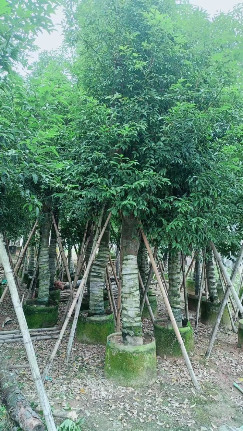 阴香3-18分低价出售