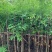 阴香3-18分低价出售
