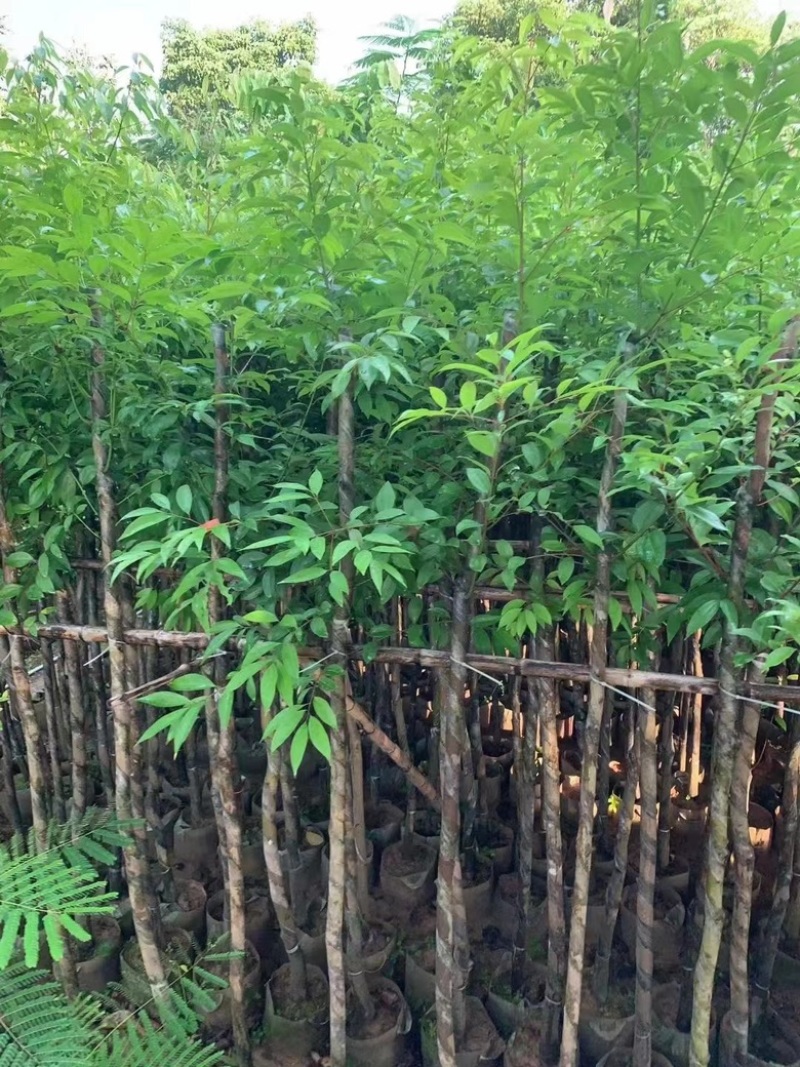 阴香3-18分低价出售