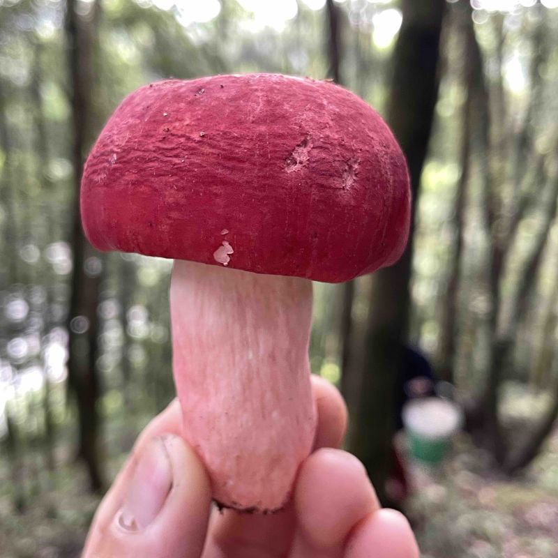 广西红椎菌