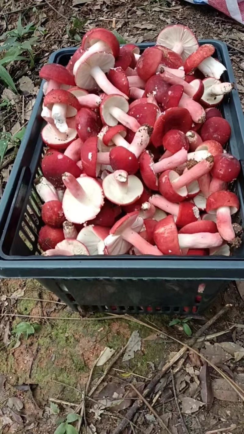 广西红椎菌