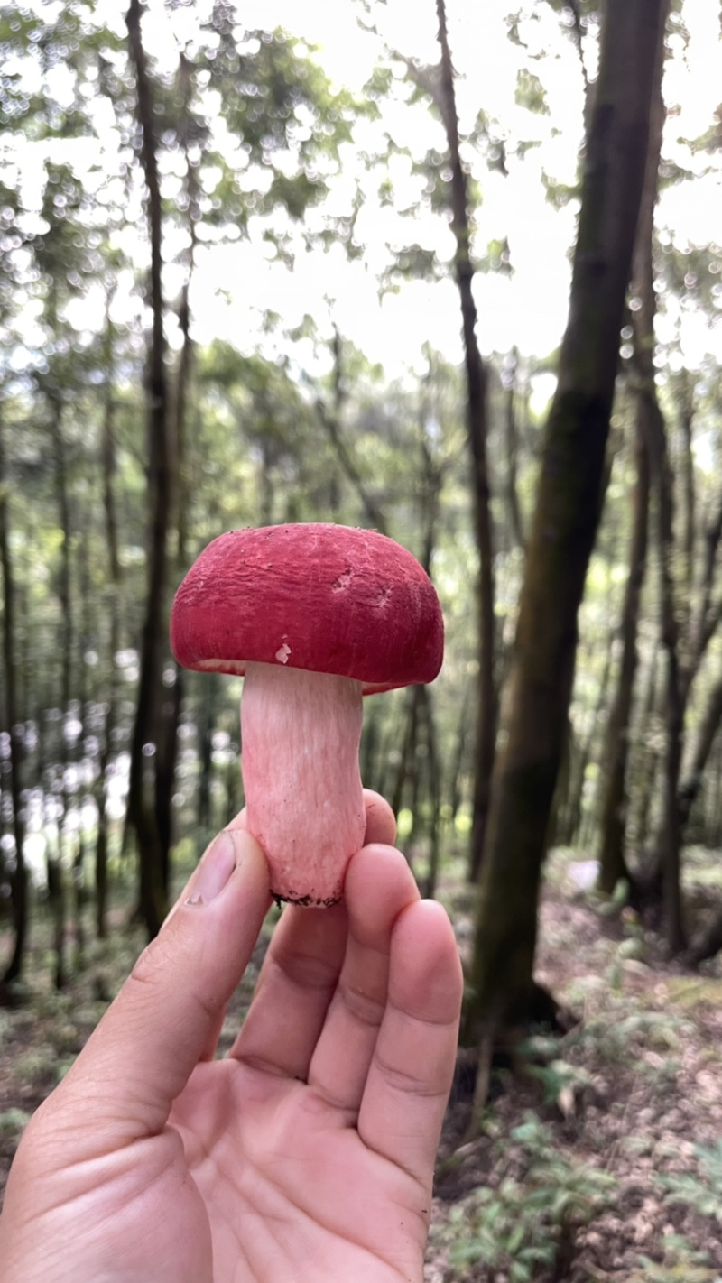 广西红椎菌