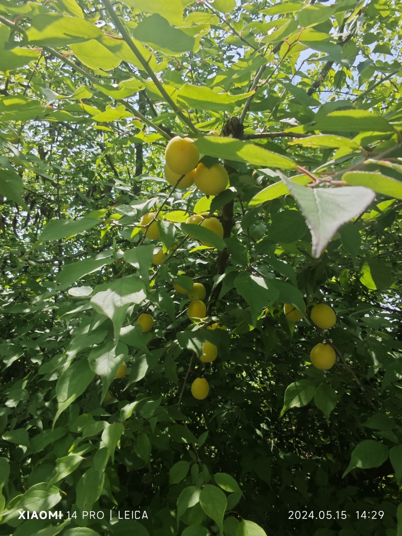 新鲜青梅果现摘现发，高山野生青梅青梅果新鲜大梅鲜现摘深山