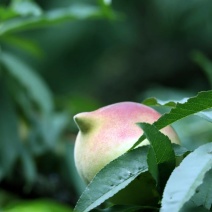 鹰嘴水蜜桃