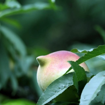 鹰嘴水蜜桃