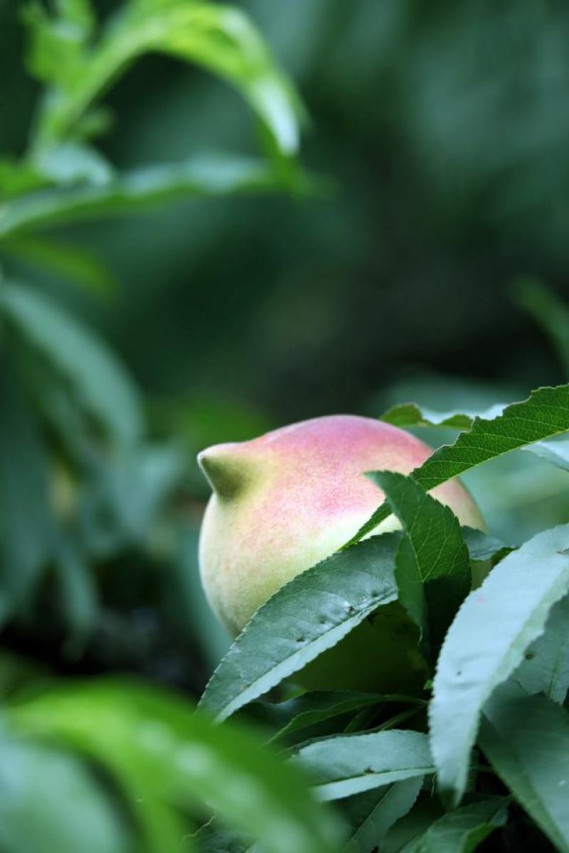 鹰嘴水蜜桃