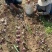 水果圆葱大量上市，可加工各种规格需要的联系