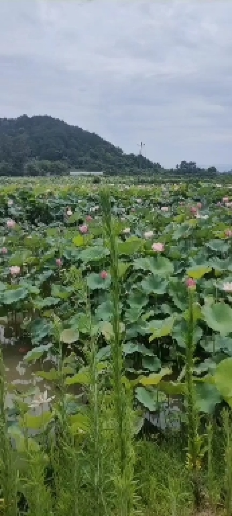 2025新鲜上市生吃嫩莲蓬一级果