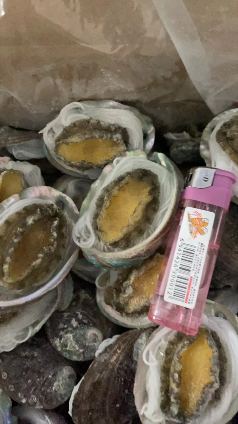 粉丝鲍鱼烧烤海鲜自助食材去内脏去牙齿蒜蓉粉丝鲍