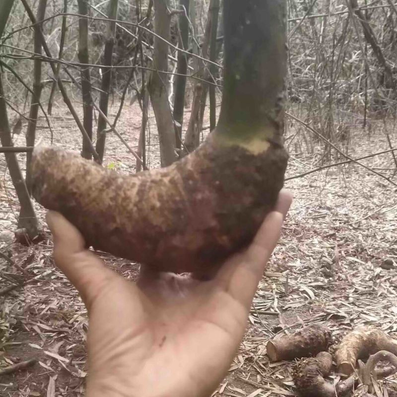海南正宗小叶簕竹