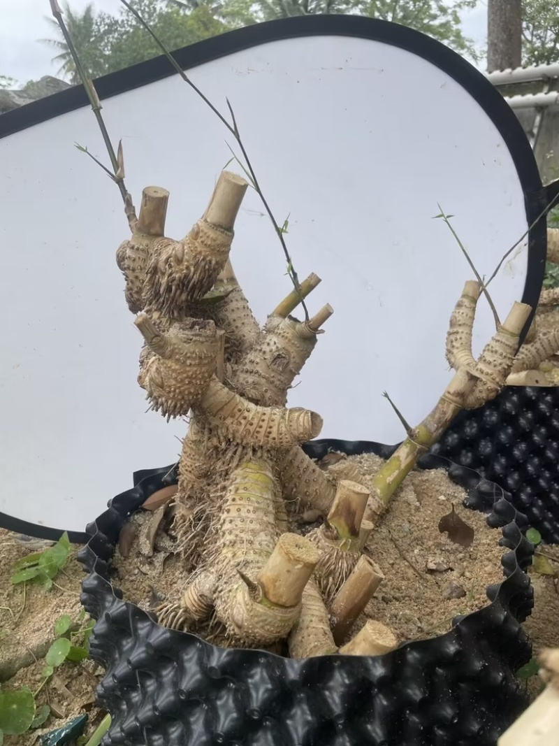 海南正宗小叶簕竹