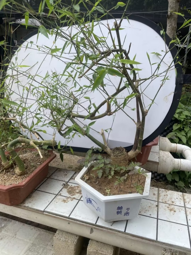 海南正宗小叶簕竹