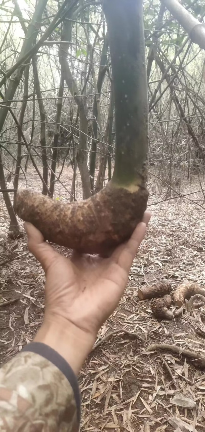海南正宗小叶簕竹