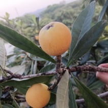 浙江塘栖白沙枇杷