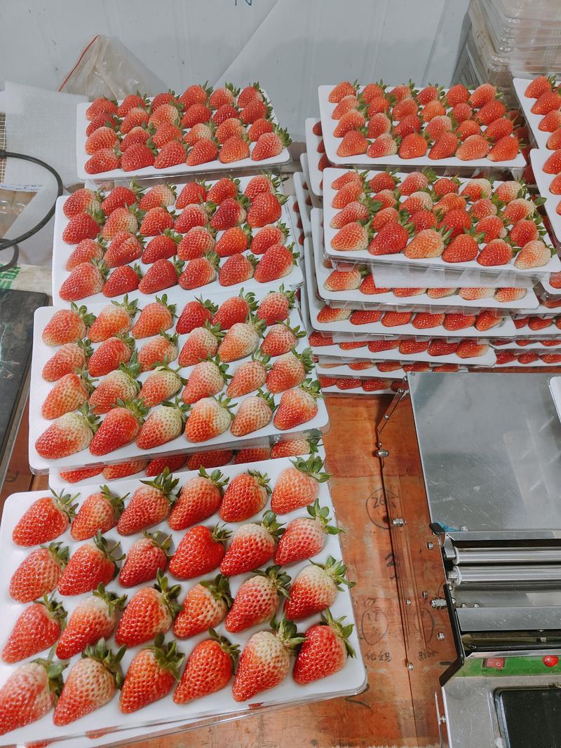 云南蒙特瑞四季草莓，口感甜色泽好，产区常年供货，欢迎订购